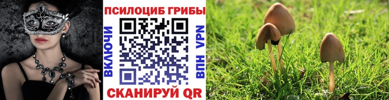 кракен вход Фатеж Псилоцибиновые грибы Psilocybine cubensis